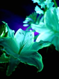 MX Événement and Chauvet DJ help Design Aglaé create a luminescent floral display for Euro Disney